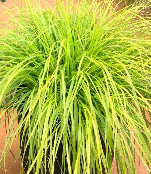 Pennisetum alopecuroides 'Lumen Gold'